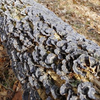 Malabar Farm State Park - Turkey tail fungus - Landmarks & Historical Buildings Near Me - Lucas, Ohio Malabar Farm State Park - Turkey tail fungus - Landmarks & Historical Buildings Near Me - Lucas, Ohio