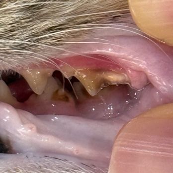 K9 Grillz - Before teeth cleaning - Pet Services Near Me K9 Grillz - Before teeth cleaning - Pet Services Near Me