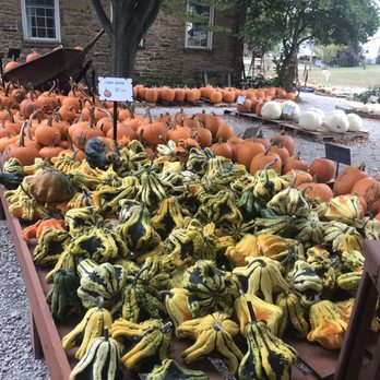 Groovy Plants Ranch - Lots of pumpkins and gourds ready for fall! - Nurseries & Gardening Near Me - Marengo, Ohio