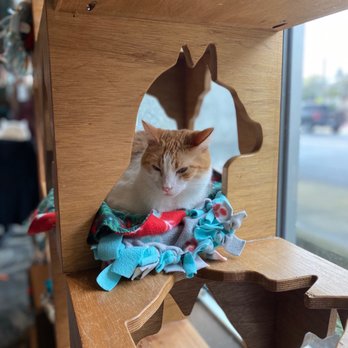 Seattle Meowtropolitan - Themed Cafes Near Me - Seattle, Washington