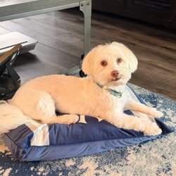 FastTrack Veterinary Urgent Care - Pup