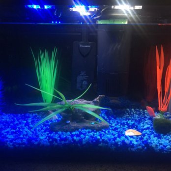 PetSmart - Our glow tank in the making - Pet Stores Near Me - Scottsdale, Arizona PetSmart - Our glow tank in the making - Pet Stores Near Me - Scottsdale, Arizona