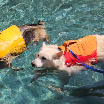 Cutting Edge K9 rehab - Pet Services Near Me - Del Mar, California Cutting Edge K9 rehab - Pet Services Near Me - Del Mar, California