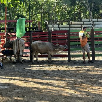 Canopy River Park - Cow - Hiking Near Me - Zona Hotelera Norte, JAL