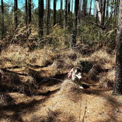 Brunswick Nature Park