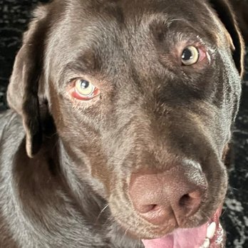 Veterinary Eye Institute Orlando - Two weeks after surgery! Pain gone, eyes beautiful, happy dog. - Veterinarians Near Me - Orlando, Florida Veterinary Eye Institute Orlando - Two weeks after surgery! Pain gone, eyes beautiful, happy dog. - Veterinarians Near Me - Orlando, Florida