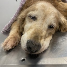 Karma at peace crossed the Rainbow Bridge. Karma at peace crossed the Rainbow Bridge.