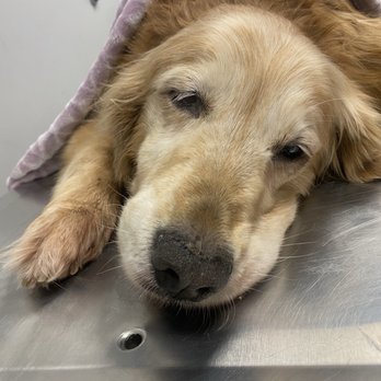 Standiford Veterinary Center - Karma at peace crossed the Rainbow Bridge. - Veterinarians Near Me - Modesto, California