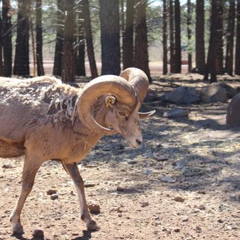 Bearizona - Zoos Near Me - Williams, Arizona