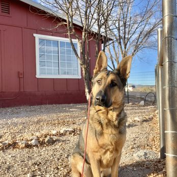 Elite K9 Training Ranch - Boarding guest, Tucker - Pet Training Near Me Elite K9 Training Ranch - Boarding guest, Tucker - Pet Training Near Me
