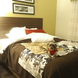 Puppy on Queen bed. Puppy on Queen bed.
