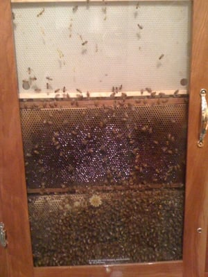 INSECTROPOLIS - 39 Photos & 19 Reviews - 1761 Rte 9, Toms River, NJ - Yelp