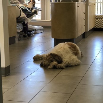 Lamorinda Dental Care - Sleepy office dog! - Cosmetic Dentists Near Me - Moraga, California