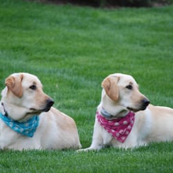 At Your Service Pet Nanny - Sibling look a-likes!