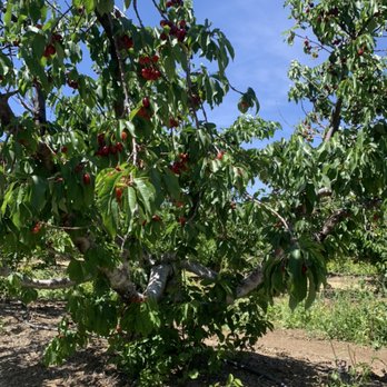 Dejesus Ranch - Pick Your Own Farms Near Me - Brentwood, California Dejesus Ranch - Pick Your Own Farms Near Me - Brentwood, California