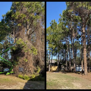 TreeWorks - Vine Removal - Tree Services Near Me - Navarre, Florida TreeWorks - Vine Removal - Tree Services Near Me - Navarre, Florida