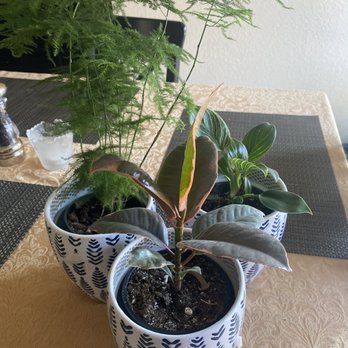 Botanyzhi - Nurseries & Gardening Near Me - Santa Rosa, California