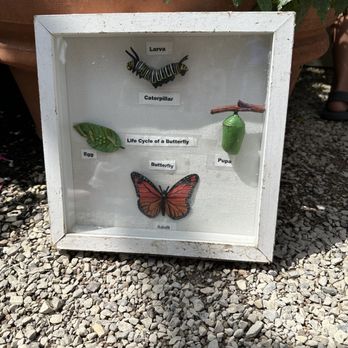 Chicago Botanic Garden - The life cycle of a butterfly. - Botanical Gardens Near Me - Glencoe, Illinois Chicago Botanic Garden - The life cycle of a butterfly. - Botanical Gardens Near Me - Glencoe, Illinois
