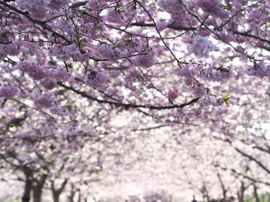 Bispebjerg Cemetery by null