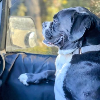 Two Paws Up - Pet Training Near Me - Valley Center, California Two Paws Up - Pet Training Near Me - Valley Center, California