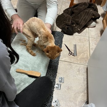Carolyn's Mobile Cat Grooming - Roy carefully tending to the old guy. - Pet Groomers Near Me