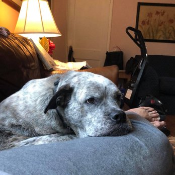 Nova Pack Dog Training - Pet Training Near Me - Arlington, Virginia Nova Pack Dog Training - Pet Training Near Me - Arlington, Virginia