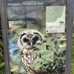 Mahogany Hammock Trail