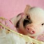 Photo of Bacon Bits Mini Pigs