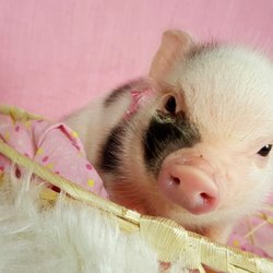 Bacon Bits Mini Pigs - Sweetest babies :)
