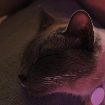 Crooked Tail Cat Cafe - Pet Adoption Near Me - Greensboro, North Carolina