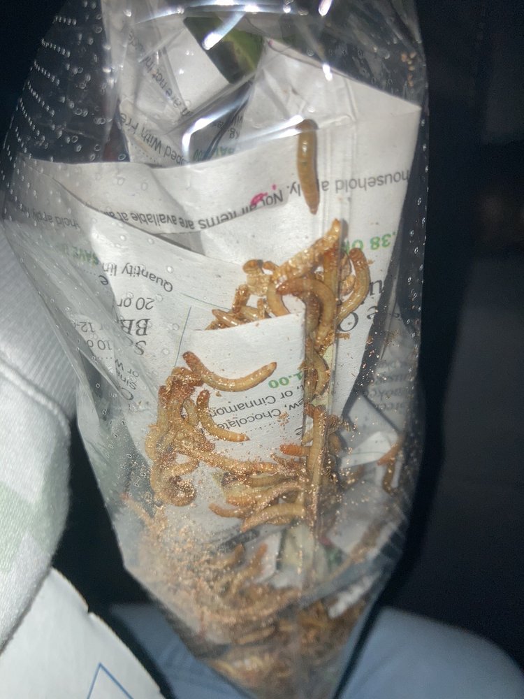 MANY MEALWORMS! Updated June 2024 818 10th Ave SE, Ruskin, Florida