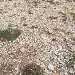 Slaughter Canyon Cave - Butterflies
