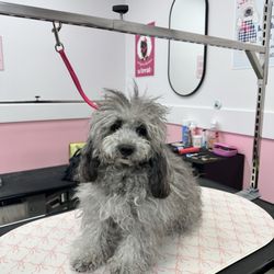 Woof Gang Bakery & Grooming - Dog before haircut