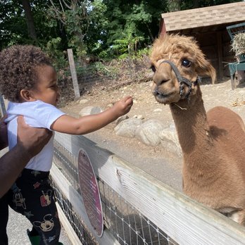 Abma's Farm - Alpaca - Farmers Market Near Me - Wyckoff, New Jersey