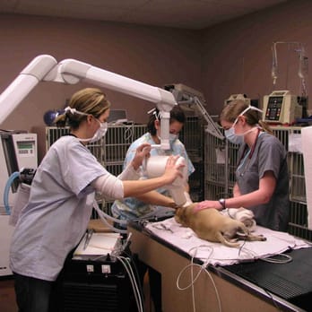 Allandale Veterinary Clinic - Dental Radiographs - Veterinarians Near Me - Austin, Texas