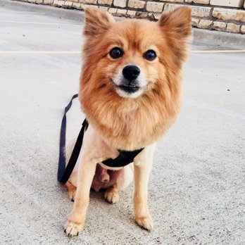 Barkin' Creek - Lamar - Pet Groomers Near Me - Austin, Texas Barkin' Creek - Lamar - Pet Groomers Near Me - Austin, Texas