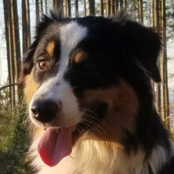 FurEver Friends - Marley :) - Pet Groomers Near Me - Bellingham, Washington
