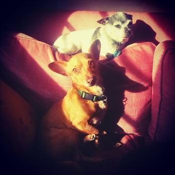 Lamplight Pet Services - Professional pet care in your home by an experienced pet nurse: Lamplight just loves your pets! - Pet Sitting Near Me Lamplight Pet Services - Professional pet care in your home by an experienced pet nurse: Lamplight just loves your pets! - Pet Sitting Near Me