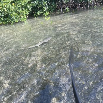I Can See Clear Kayaking - Baby shark - Rafting/Kayaking Near Me - Islamorada, Florida I Can See Clear Kayaking - Baby shark - Rafting/Kayaking Near Me - Islamorada, Florida