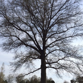 Forest Park - Large tree.. - Parks Near Me - Saint Louis, Missouri Forest Park - Large tree.. - Parks Near Me - Saint Louis, Missouri