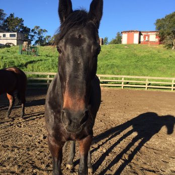 EquiFabula - Horseback Riding Near Me - Oakland, California