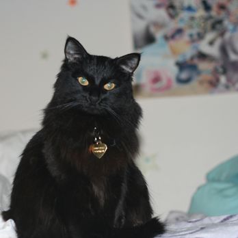 Nicole's Pet Sitting - Feline friend: Lulu - Pet Sitting Near Me Nicole's Pet Sitting - Feline friend: Lulu - Pet Sitting Near Me