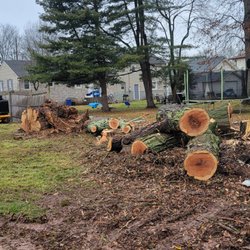 Diegos Tree Services - Yard cleared of trees & stumps