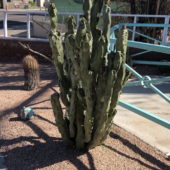 Julio's Too - Pretty plants near the patio - Mexican Near Me - Scottsdale, Arizona Julio's Too - Pretty plants near the patio - Mexican Near Me - Scottsdale, Arizona