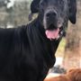 Photo of Born Free Dog Training
