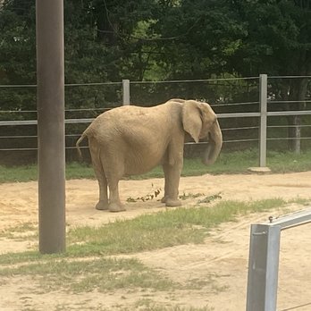 Maryland Zoo in Baltimore - Elephant - Zoos Near Me - Baltimore, Maryland