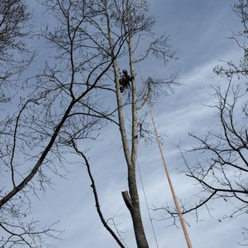 North Star Climbing - Tree Services Near Me - Landrum, South Carolina North Star Climbing - Tree Services Near Me - Landrum, South Carolina