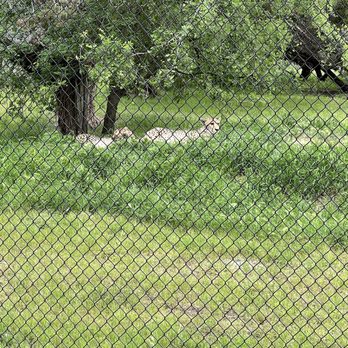 Fossil Rim Wildlife Center - Zoos Near Me - Glen Rose, Texas Fossil Rim Wildlife Center - Zoos Near Me - Glen Rose, Texas