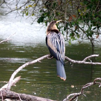 Savannah South KOA - Anhinga - Campgrounds Near Me - Richmond Hill, Georgia Savannah South KOA - Anhinga - Campgrounds Near Me - Richmond Hill, Georgia