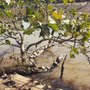 Photo of Horto Florestal